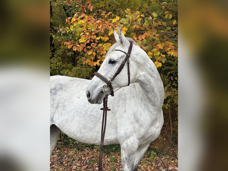 Inne konie pełnej krwi Klacz 9 lat 163 cm Siwa in Kollow
