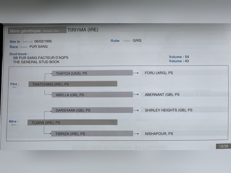 Inne konie pełnej krwi Klacz 9 lat 163 cm Siwa in Kollow