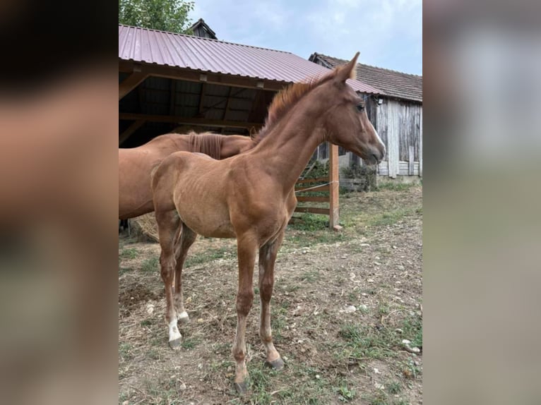 Inne konie pełnej krwi Ogier 1 Rok 163 cm Kasztanowata in Koprivnica