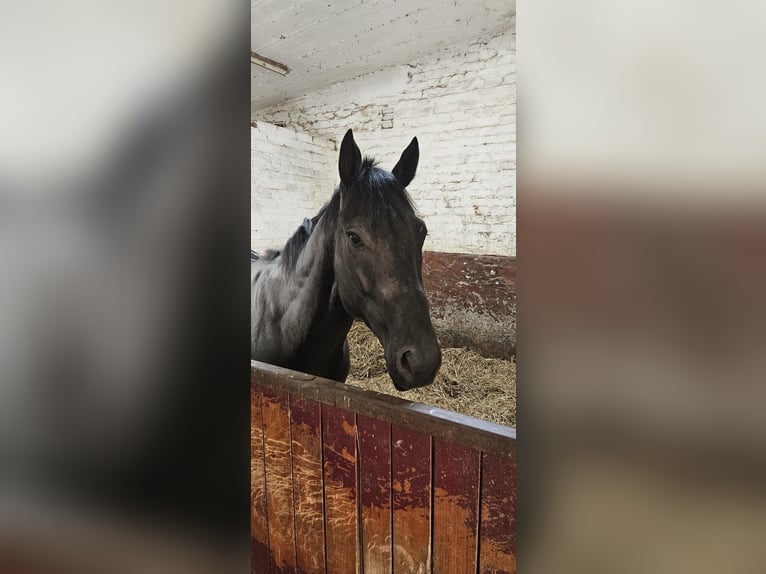 Inne konie pełnej krwi Ogier 3 lat 160 cm Kara in Düsseldorf