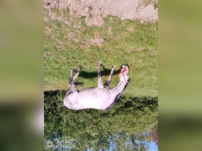 Inne konie pełnej krwi Ogier 7 lat 165 cm Siwa in Selles-sur-Cher