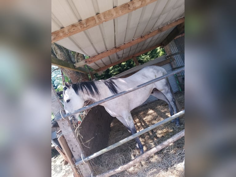 Inne konie pełnej krwi Ogier 7 lat 165 cm Siwa in Selles-sur-Cher