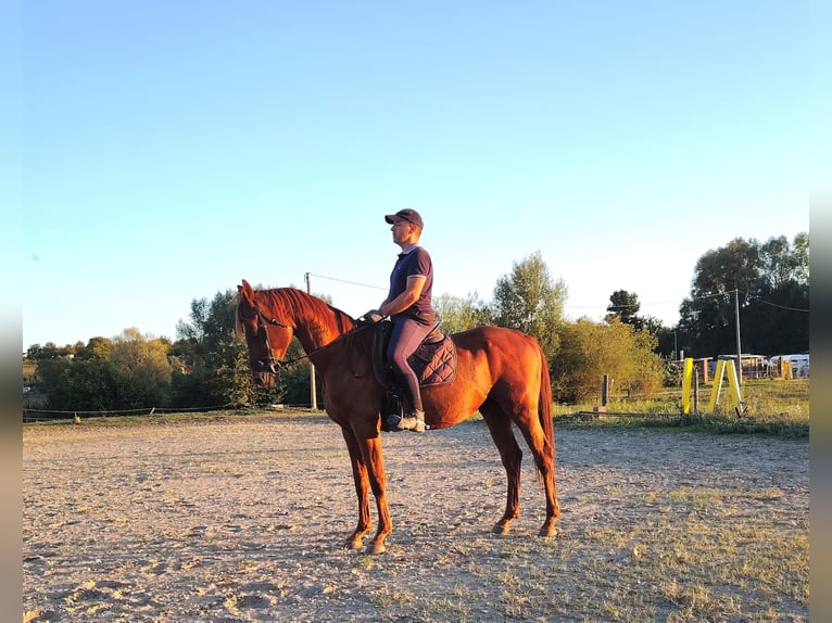 Inne konie pełnej krwi Ogier 9 lat 163 cm Kasztanowata in Koprivnica