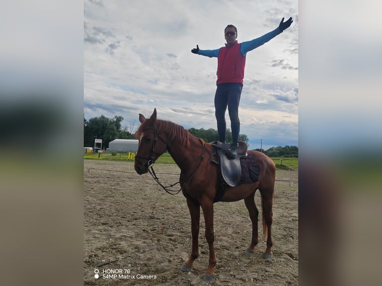 Inne konie pełnej krwi Ogier 9 lat 163 cm Kasztanowata in Koprivnica