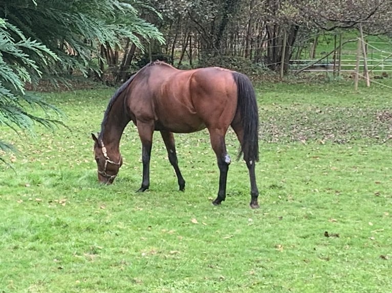 Inne konie pełnej krwi Wałach 10 lat 168 cm Gniada in Beckingen