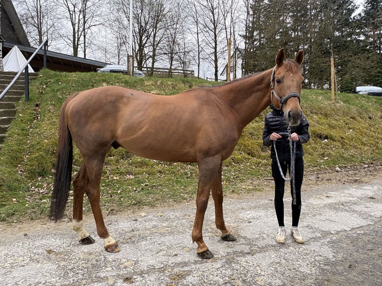 Inne konie pełnej krwi Wałach 11 lat 165 cm Kasztanowata in Schmallenberg