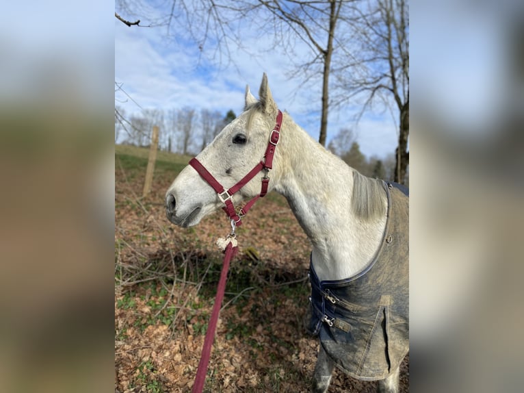 Inne konie pełnej krwi Wałach 12 lat 163 cm Siwa in Limoges