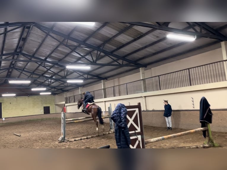 Inne konie pełnej krwi Wałach 12 lat 165 cm Gniada in Zielona Góra