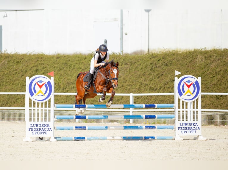 Inne konie pełnej krwi Wałach 12 lat 165 cm Gniada in Zielona Góra