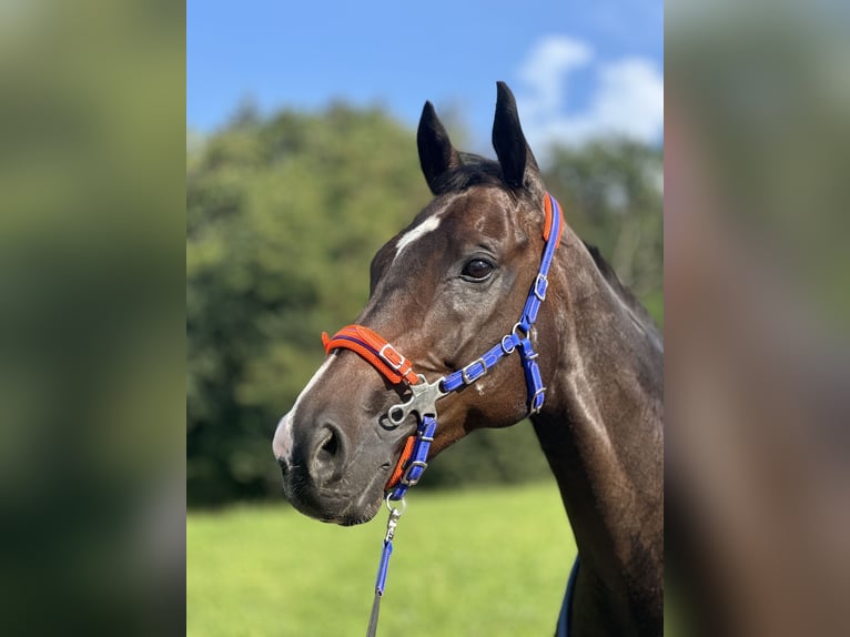 Inne konie pełnej krwi Wałach 13 lat 160 cm Ciemnogniada in Ballrechten-Dottingen