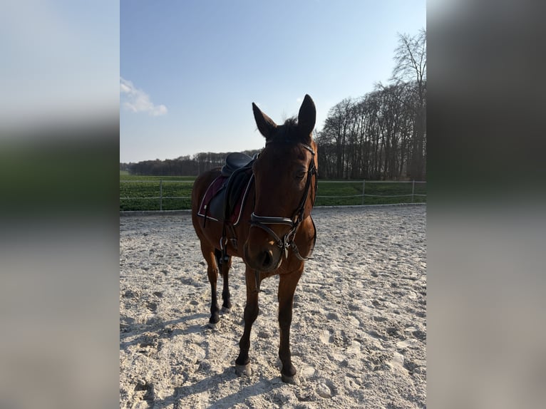 Inne konie pełnej krwi Wałach 13 lat 160 cm Gniada in Wallenhorst
