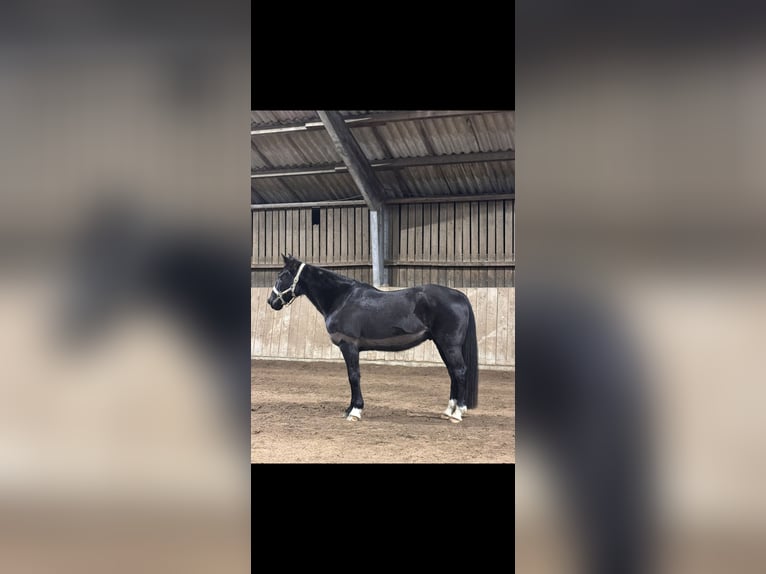 Inne konie pełnej krwi Wałach 14 lat 160 cm Kara in Reesdorf