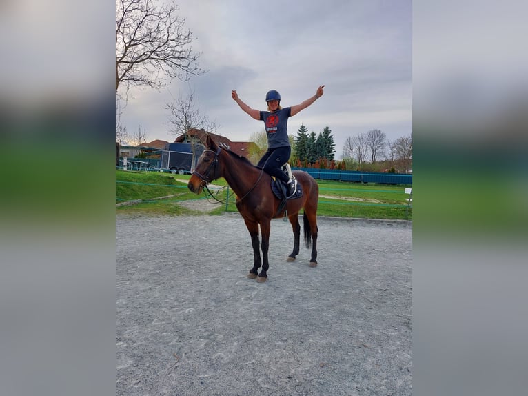 Inne konie pełnej krwi Wałach 14 lat 162 cm Ciemnogniada in Lembach