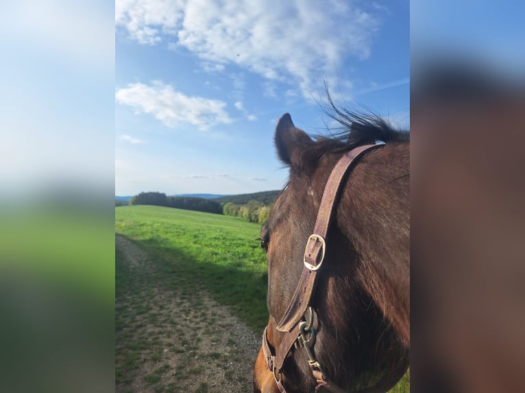 Inne konie pełnej krwi Wałach 14 lat 162 cm Ciemnogniada in Lembach