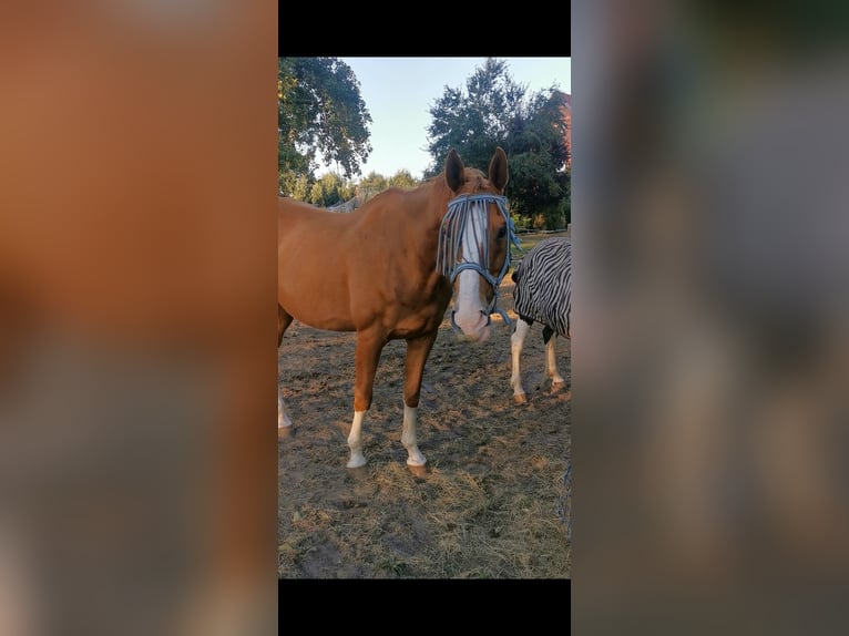 Inne konie pełnej krwi Mix Wałach 15 lat 162 cm Kasztanowata in Diepenau