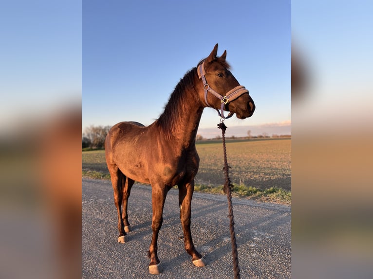 Inne konie pełnej krwi Wałach 2 lat 150 cm Gniada in GROTE BROGEL