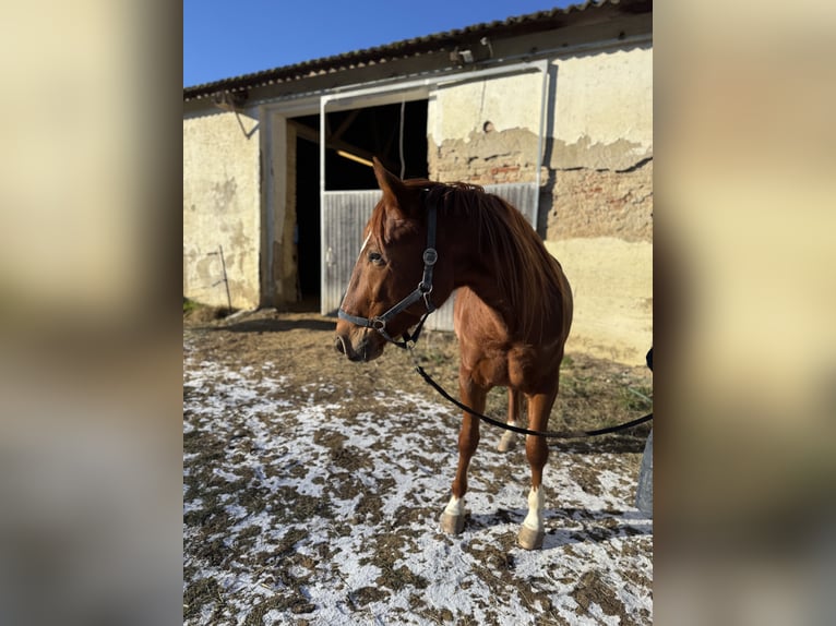 Inne konie pełnej krwi Wałach 3 lat 145 cm Gniada in Kettlasbrunn
