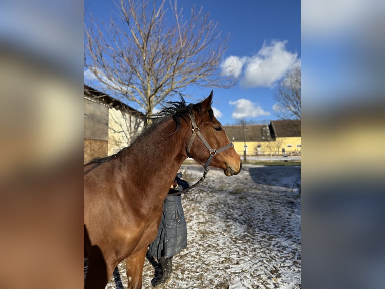 Inne konie pełnej krwi Wałach 3 lat 145 cm Gniada in Kettlasbrunn