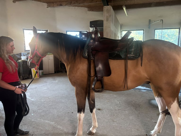 Inne konie pełnej krwi Mix Wałach 3 lat 154 cm Jelenia in Einöllen