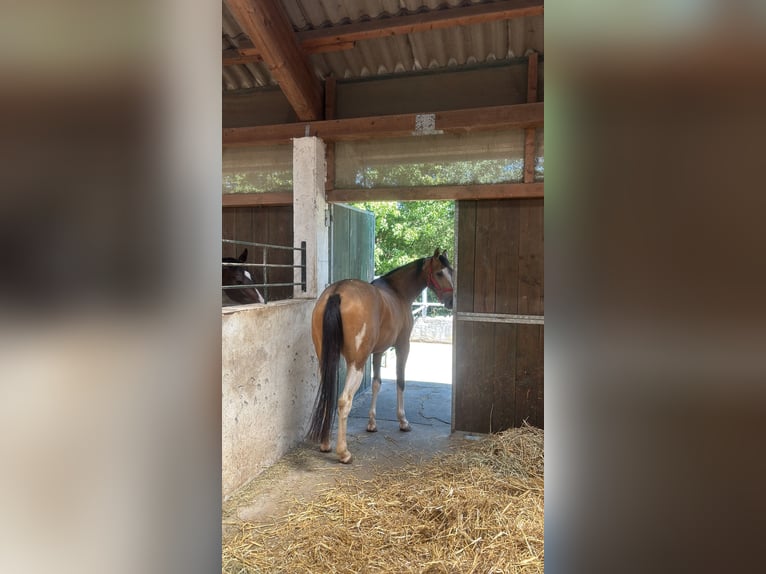 Inne konie pełnej krwi Mix Wałach 3 lat 154 cm Jelenia in Einöllen