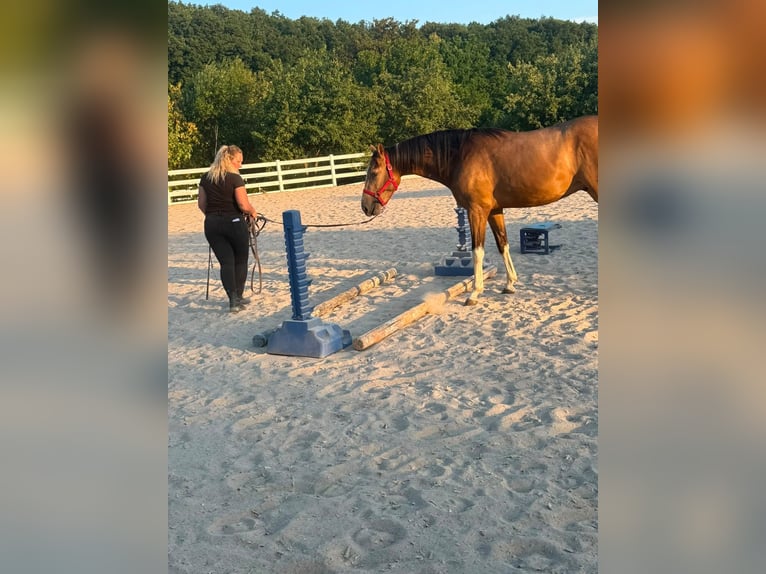 Inne konie pełnej krwi Mix Wałach 3 lat 154 cm Jelenia in Einöllen