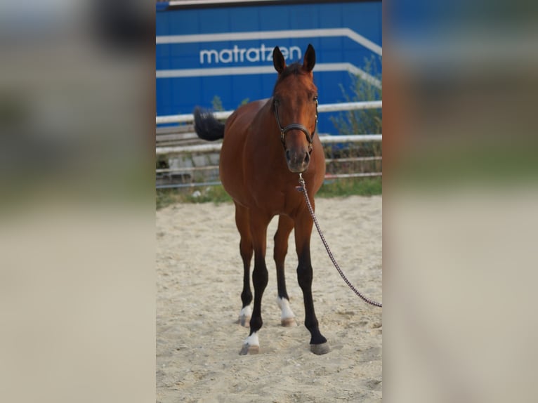Inne konie pełnej krwi Wałach 4 lat 167 cm Gniada in Reisbach