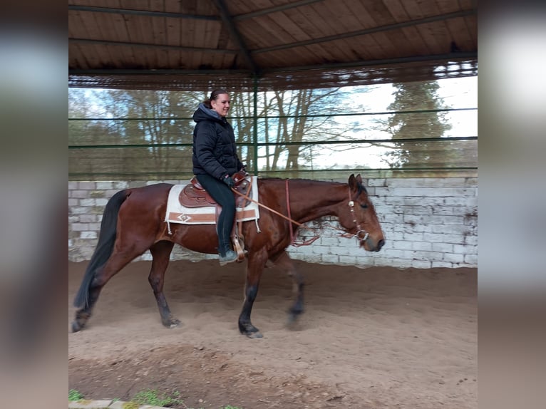 Inne konie pełnej krwi Wałach 5 lat 165 cm Gniada in Gladbeck
