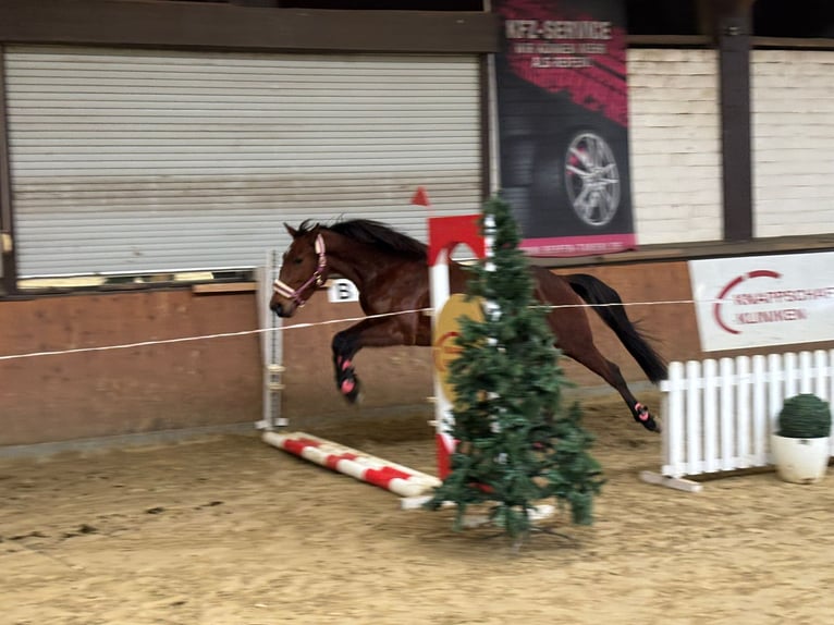 Inne konie pełnej krwi Wałach 5 lat 165 cm Gniada in Gladbeck