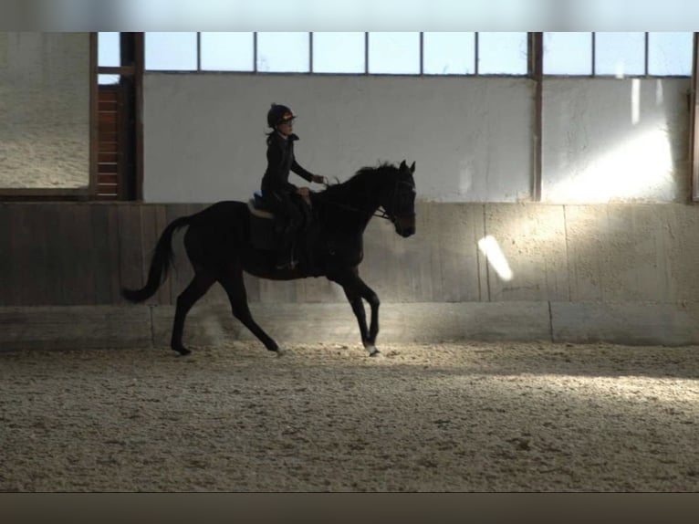 Inne konie pełnej krwi Wałach 6 lat 165 cm Ciemnogniada in Andritz