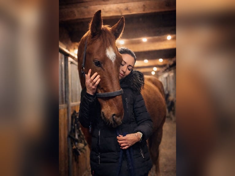 Inne konie pełnej krwi Wałach 6 lat 172 cm Kasztanowata in Eppenstein