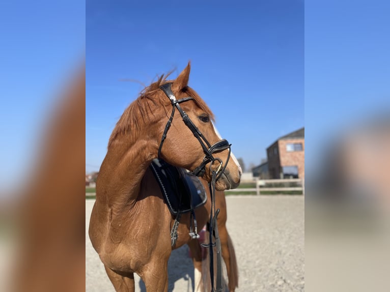 Inne konie pełnej krwi Wałach 8 lat 160 cm Cisawa in Geluwe