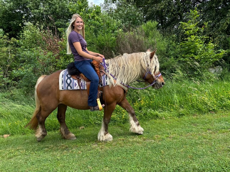 Inne konie zimnokrwiste Klacz 10 lat 154 cm Ciemnokasztanowata in Linkenbach
