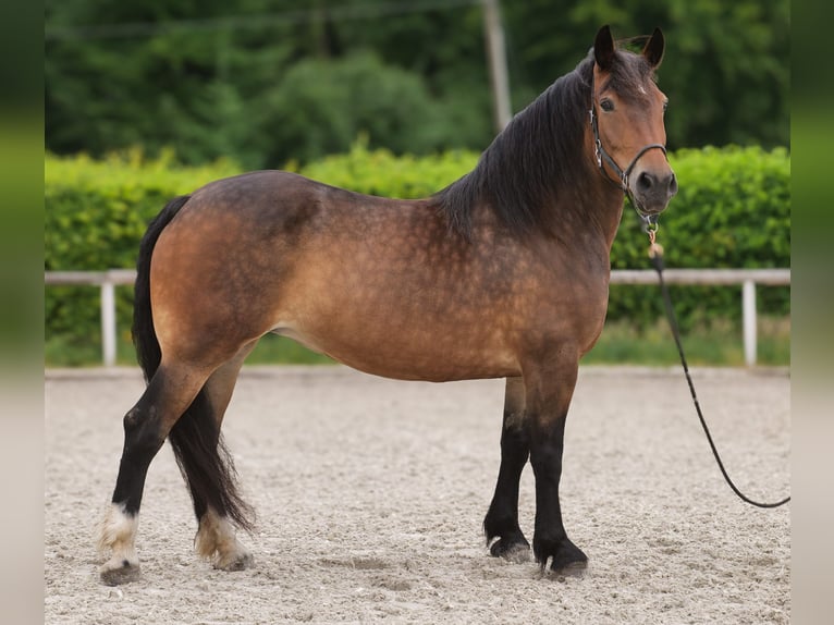 Inne konie zimnokrwiste Mix Klacz 11 lat 156 cm Gniada in Neustadt (Wied)