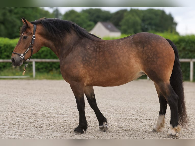 Inne konie zimnokrwiste Mix Klacz 11 lat 156 cm Gniada in Neustadt (Wied)
