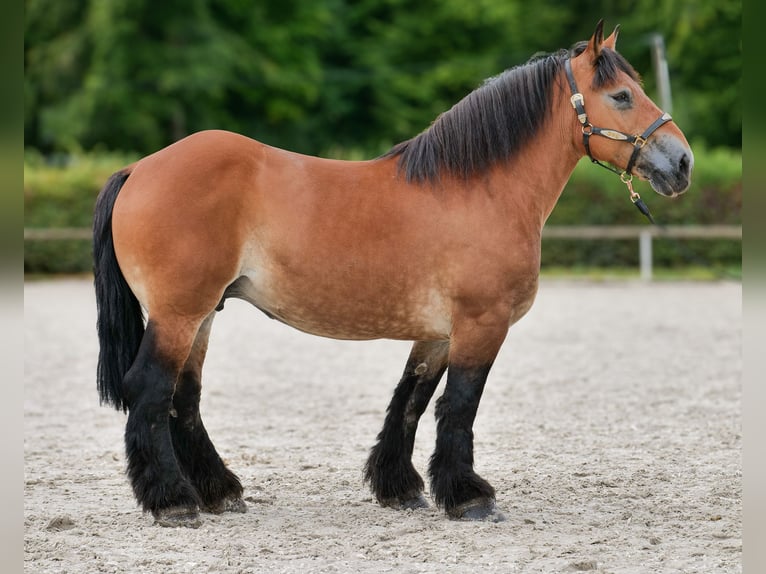 Inne konie zimnokrwiste Klacz 12 lat 153 cm Gniada in Neustadt (Wied)