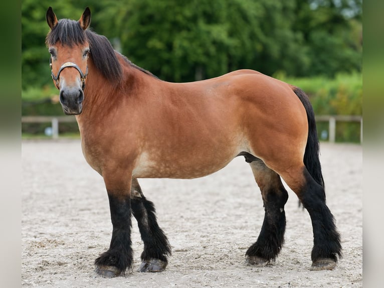 Inne konie zimnokrwiste Klacz 12 lat 153 cm Gniada in Neustadt (Wied)
