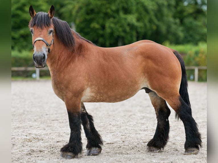 Inne konie zimnokrwiste Klacz 12 lat 153 cm Gniada in Neustadt (Wied)
