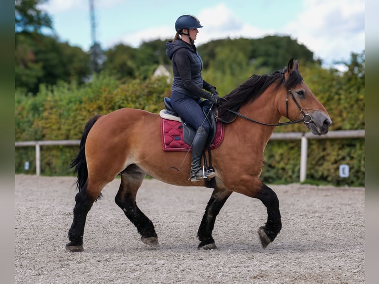 Inne konie zimnokrwiste Klacz 12 lat 153 cm Gniada in Neustadt (Wied)