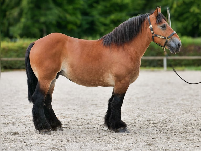 Inne konie zimnokrwiste Klacz 12 lat 153 cm Gniada in Neustadt (Wied)