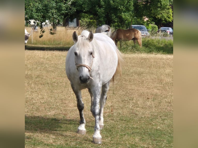 Inne konie zimnokrwiste Mix Klacz 12 lat 158 cm Siwa jabłkowita in Reiskirchen