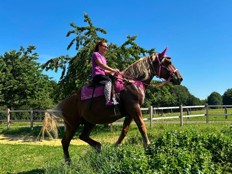 Inne konie zimnokrwiste Klacz 12 lat 163 cm Kasztanowata in Linkenbach