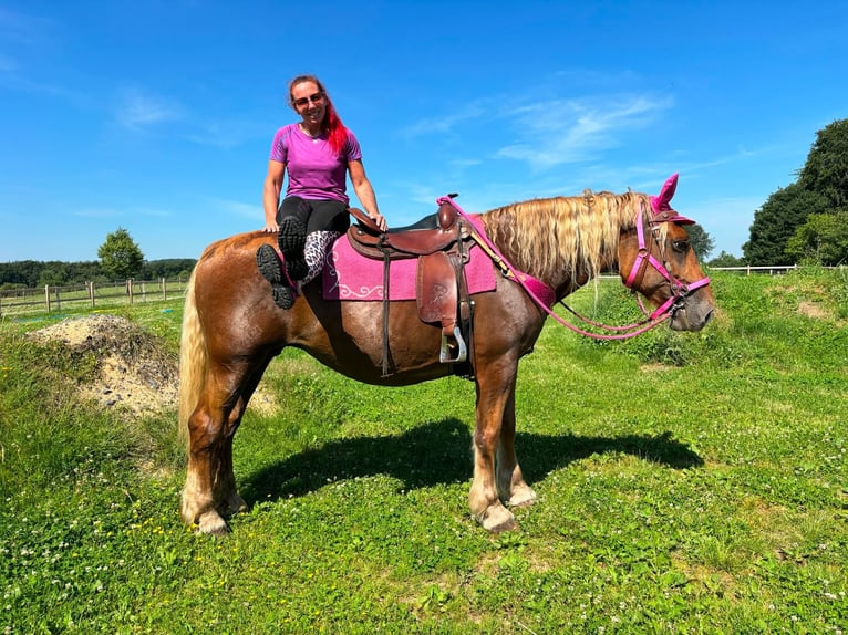 Inne konie zimnokrwiste Klacz 12 lat 163 cm Kasztanowata in Linkenbach