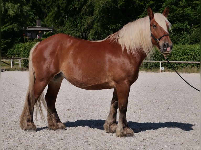 Inne konie zimnokrwiste Klacz 14 lat 155 cm Kasztanowata in Neustadt (Wied)