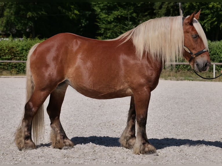 Inne konie zimnokrwiste Klacz 14 lat 155 cm Kasztanowata in Neustadt (Wied)
