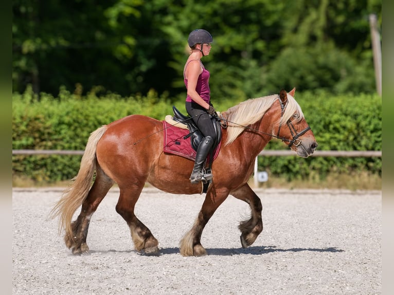 Inne konie zimnokrwiste Klacz 14 lat 155 cm Kasztanowata in Neustadt (Wied)