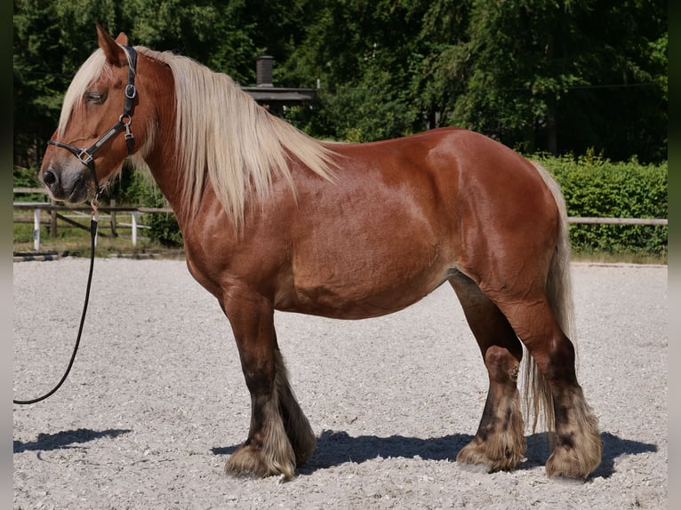 Inne konie zimnokrwiste Klacz 14 lat 155 cm Kasztanowata in Neustadt (Wied)