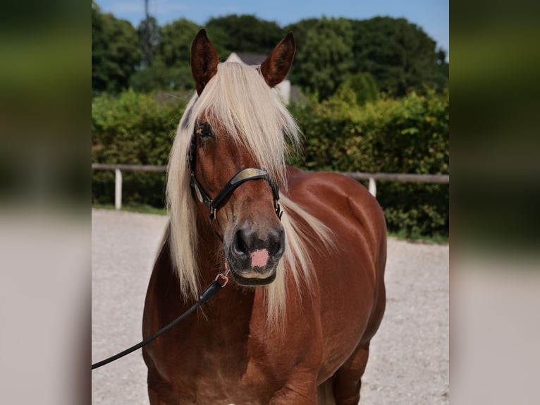 Inne konie zimnokrwiste Klacz 14 lat 155 cm Kasztanowata in Neustadt (Wied)