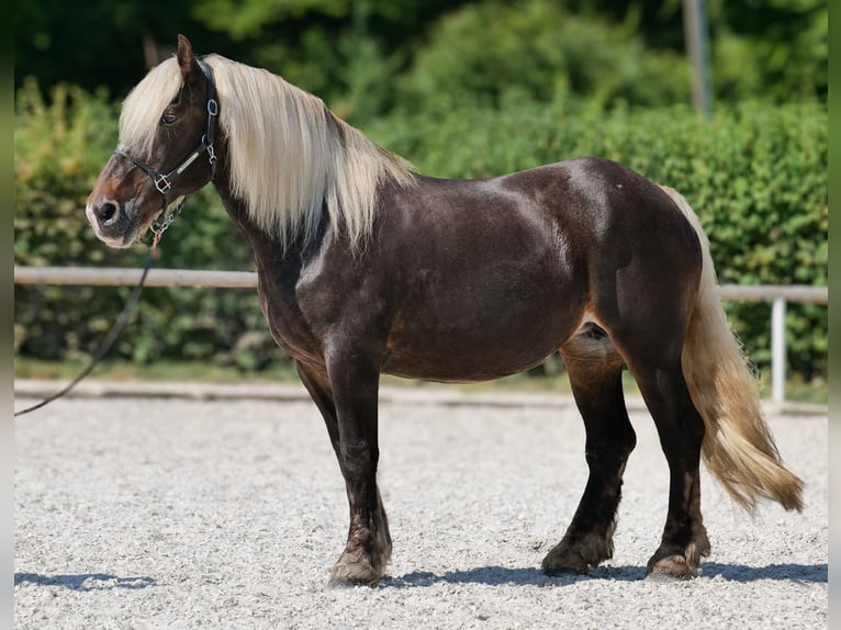 Inne konie zimnokrwiste Klacz 14 lat 158 cm Ciemnokasztanowata in Neustadt (Wied)