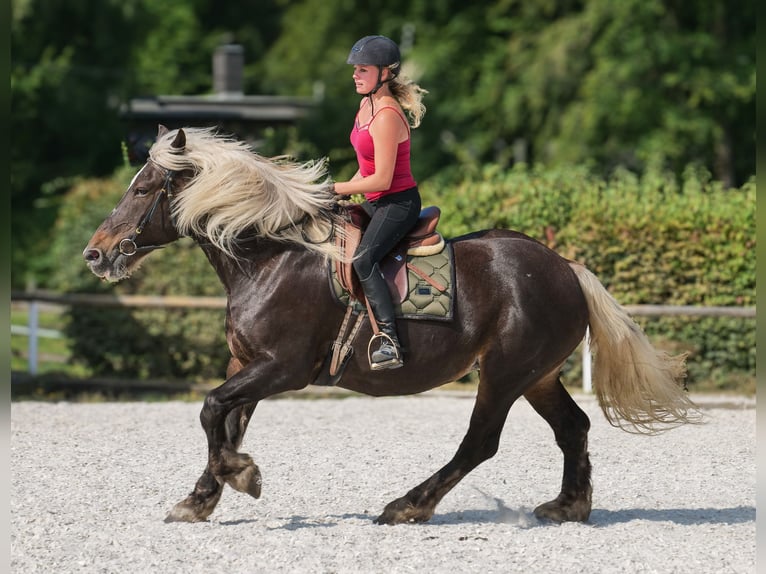 Inne konie zimnokrwiste Klacz 14 lat 158 cm Ciemnokasztanowata in Neustadt (Wied)