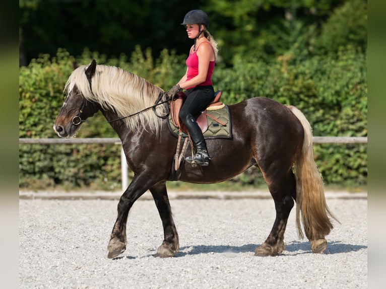 Inne konie zimnokrwiste Klacz 14 lat 158 cm Ciemnokasztanowata in Neustadt (Wied)